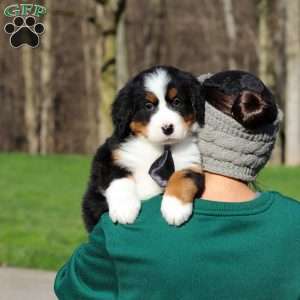 Zeke, Bernese Mountain Dog Puppy
